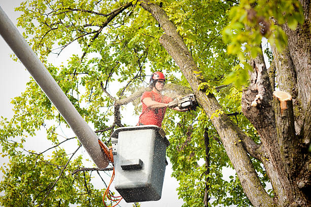 Trusted Paw Paw, MI  Tree Services Experts